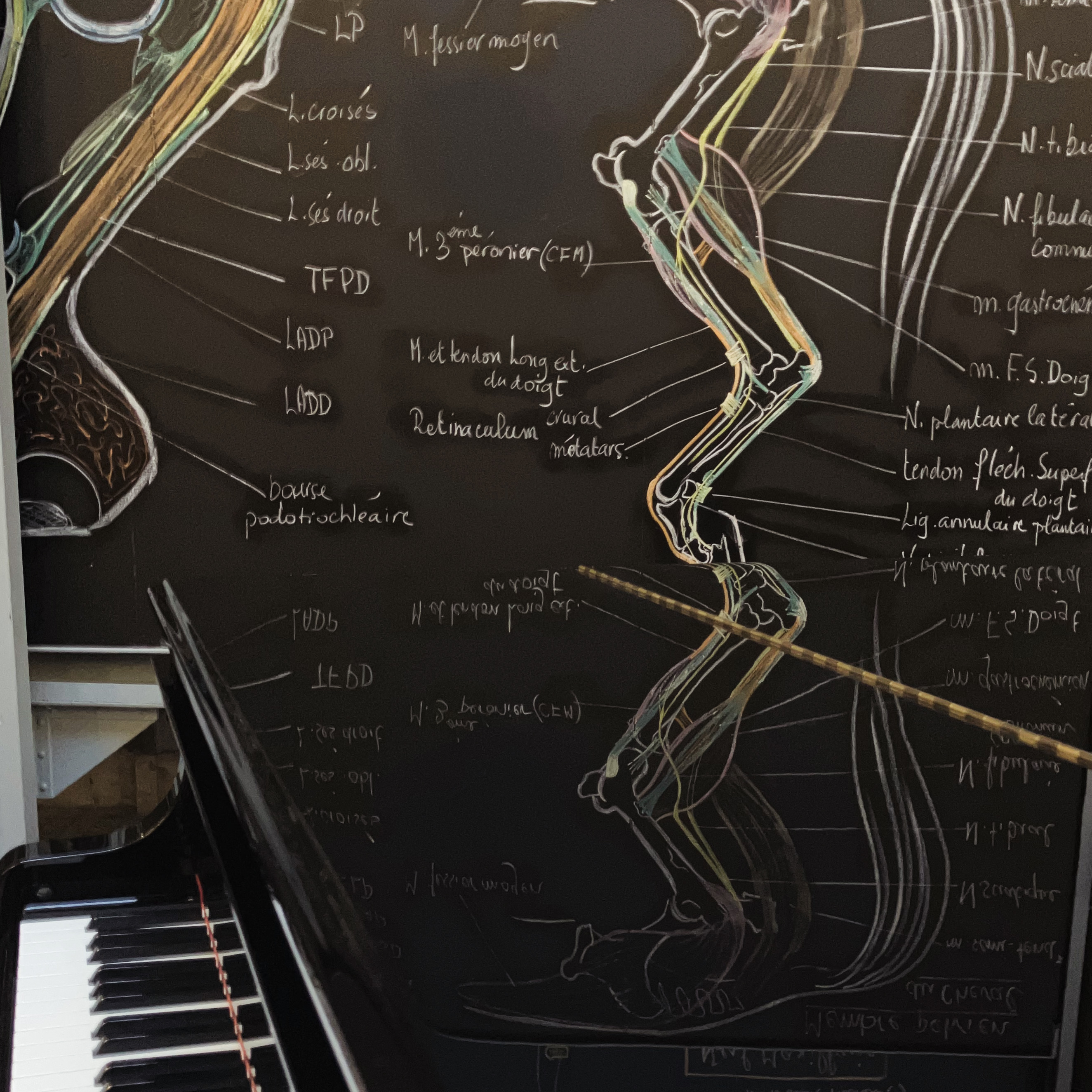 Anatomie musicale